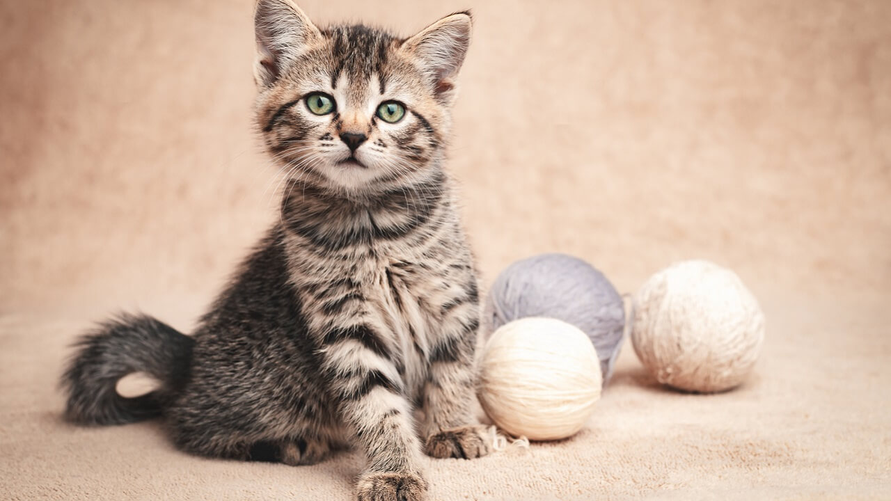 Age d'un chaton : comment la determiner avec précision